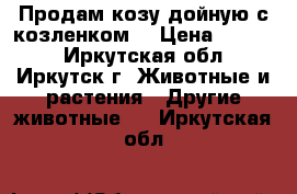 Продам козу дойную с козленком  › Цена ­ 6 000 - Иркутская обл., Иркутск г. Животные и растения » Другие животные   . Иркутская обл.